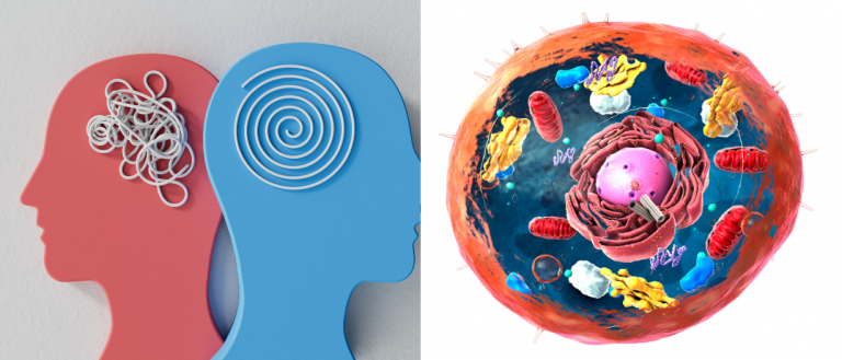 Warum mentale Gesundheit in der Zelle beginnt